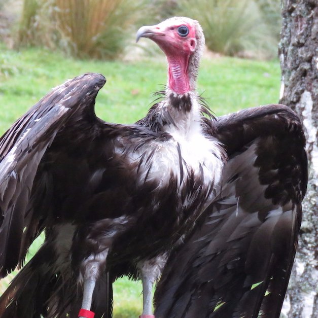 Celebrating vultures and promoting their conservation. Website in development.