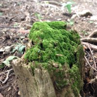 あぐら (@zangi21) Twitter profile photo