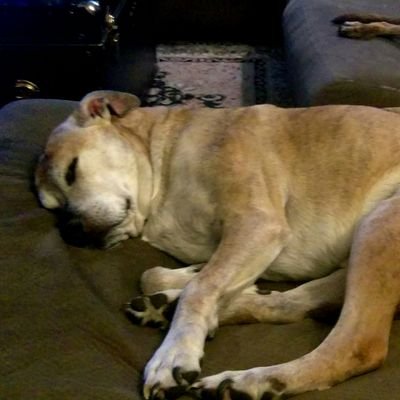 dawn_sanger's profile picture. I'll be your huckleberry? That's a thing, right?