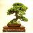 shofuen_bonsai