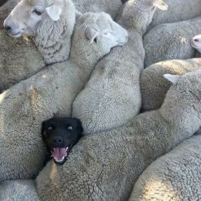 magabrexiteer's profile picture. Possibly parody.