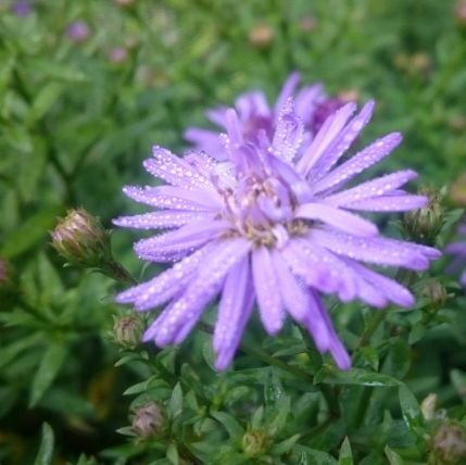 Unser Blog über unseren Kleingarten - ganz bio, ökologisch und klein ;-)