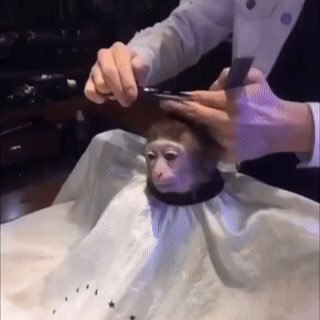 Monkey gets a haircut! DM for shoutout/promo! Enter the Sweepstakes!
