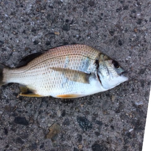 海釣り大好き  タチウオ釣り、メバリング、アジング、イカ釣り、タコ釣りを主にやっています。フォローお願いします！