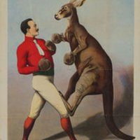 Aussie Boxing Scribe (@el_pollo_loco) 's Twitter Profile