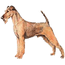 my life is dedicated to terrier dog breed, I love to collect and study terrier breed information, visit my terrier dog breed site!