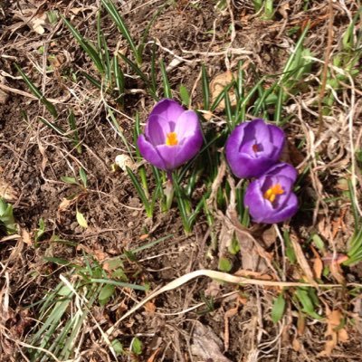 Tianyuan787's profile picture. 