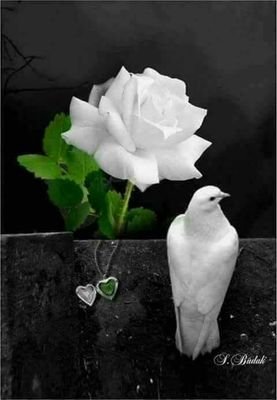 MI87742549's profile picture. ‏‏‏ریاست گر بچانی ھو سیاست چھین لو ان سے