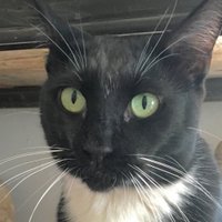 Lucky Cat (@abbiesghost) 's Twitter Profile