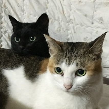 쑥쓰さんのプロフィール画像