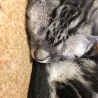 つくつん (@tsukutsunn) 's Twitter Profile