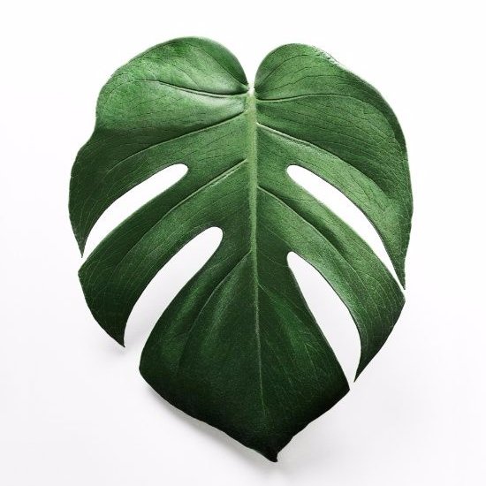 JokoJokohan51's profile picture. 