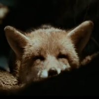 tinkerzf (@tinkerzf) 's Twitter Profile