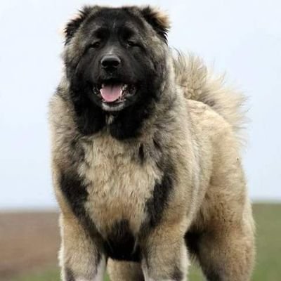 Kent Caucasians UK Are Breeders Of The Caucasian Shepherd Dog, We Pride Ourselves In Offering Quality & Only The Best When It Comes To This Breed