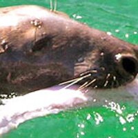 Newquay Fishfest (@newquayfishfest) 's Twitter Profile Photo Newquay Fishfest (@newquayfishfest) 's Twitter Profile Photo