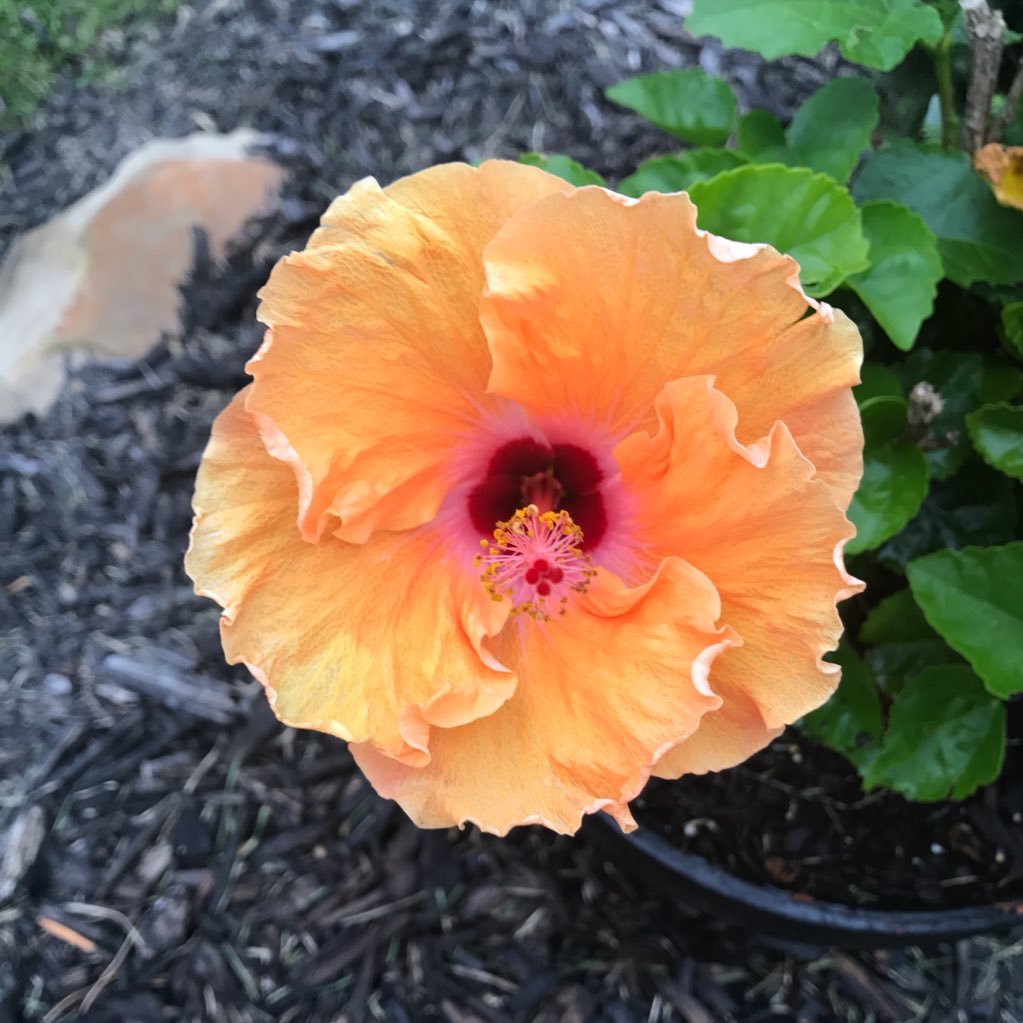 lizzynipper's profile picture. Smile God loves you!