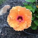 Elizabeth Knipp - @lizzynipper - Twitter