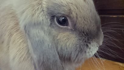 sentinels_your's profile picture. 見張り番は、大きな責任を負わされている仕事です。見張り番として選ばれる者は、信頼されていなければなりません。それは、全ての民達の安全を彼に託すことになるからです。
見張り番が民達に、危険が迫っているよと警告すれば、民達が警告を聞くか聞かないかにかかわらず、彼は彼の責任を忠実に果たした事になります。