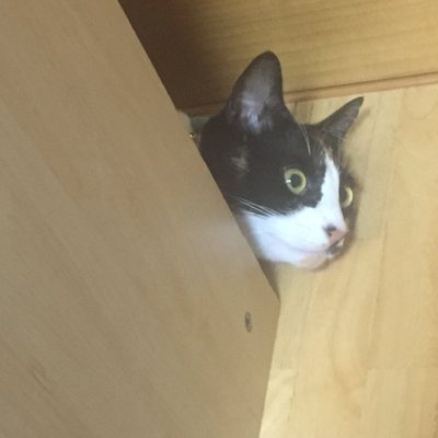 死んだ目のピラミッド Mo Jy A Ra Twitter
