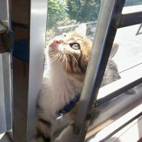 CC lemon (@alleycat_nd) 's Twitter Profile Photo