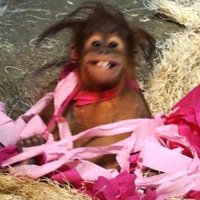 Como Zoo (@comozoo) 's Twitter Profile