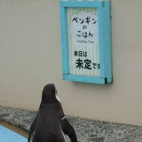 杉崎pua (@osugi_pua) 's Twitter Profile