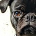 Bucky The Pug (@buckypug) Twitter profile photo Bucky The Pug (@buckypug) Twitter profile photo
