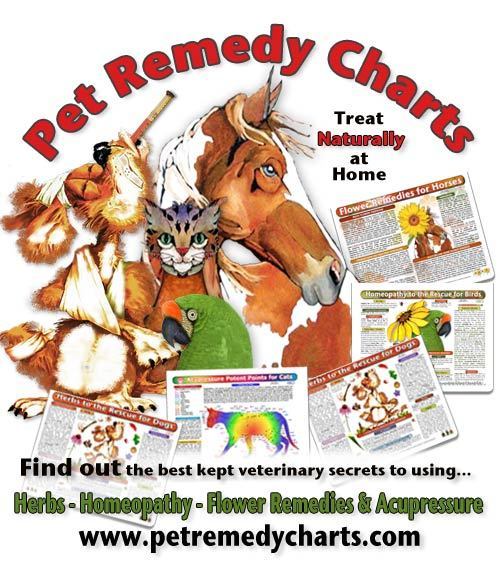 Introducing more comprehensive ways to use nutrition, homeopathy, herbal medicine, flower remedies and acupressure in the care of dogs, cats, horses and birds.