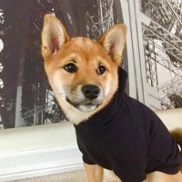 RE Pup (@repupper) 's Twitter Profile