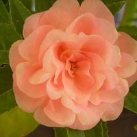 Jeeneree (@jeeneree) 's Twitter Profile