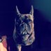 Otto Frenchie (@ottofrenchie) Twitter profile photo Otto Frenchie (@ottofrenchie) Twitter profile photo