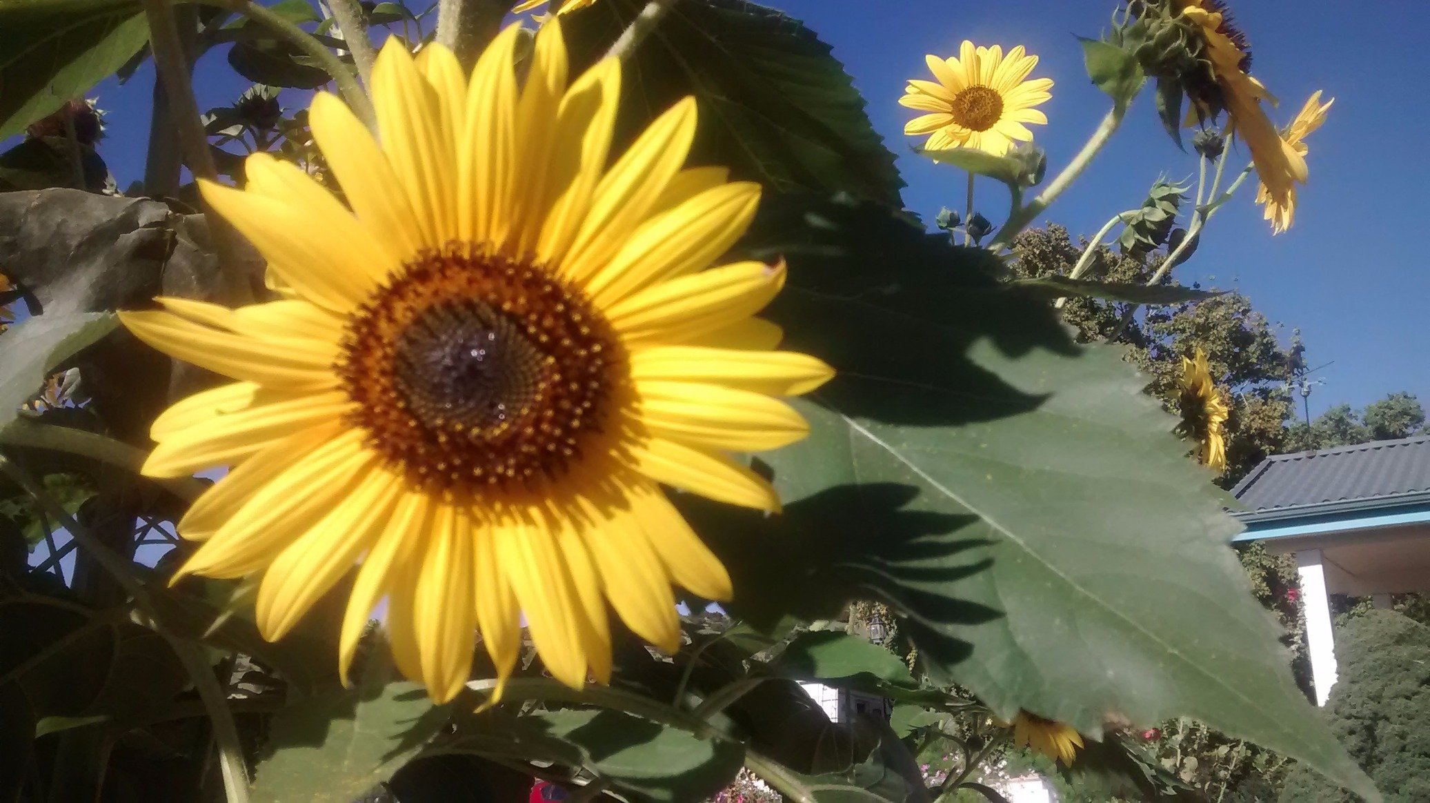 CindyLCoulter3's profile picture. #BASTA #resist #nastywoman #persist 
#🌈 ally #BLM #Justice Democrats
#the resistance🌊🌊🌊