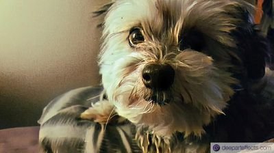 chris_oneill's profile picture. 