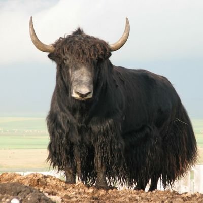 mdg255's profile picture. Husband, father, American