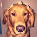 Mari & Sephora🐶 (@mariafmorales4) Twitter profile photo Mari & Sephora🐶 (@mariafmorales4) Twitter profile photo