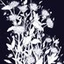 Chrysanthemum Taiwanese Diaspora Anthology (@Chrysanth_ology) Twitter profile photo
