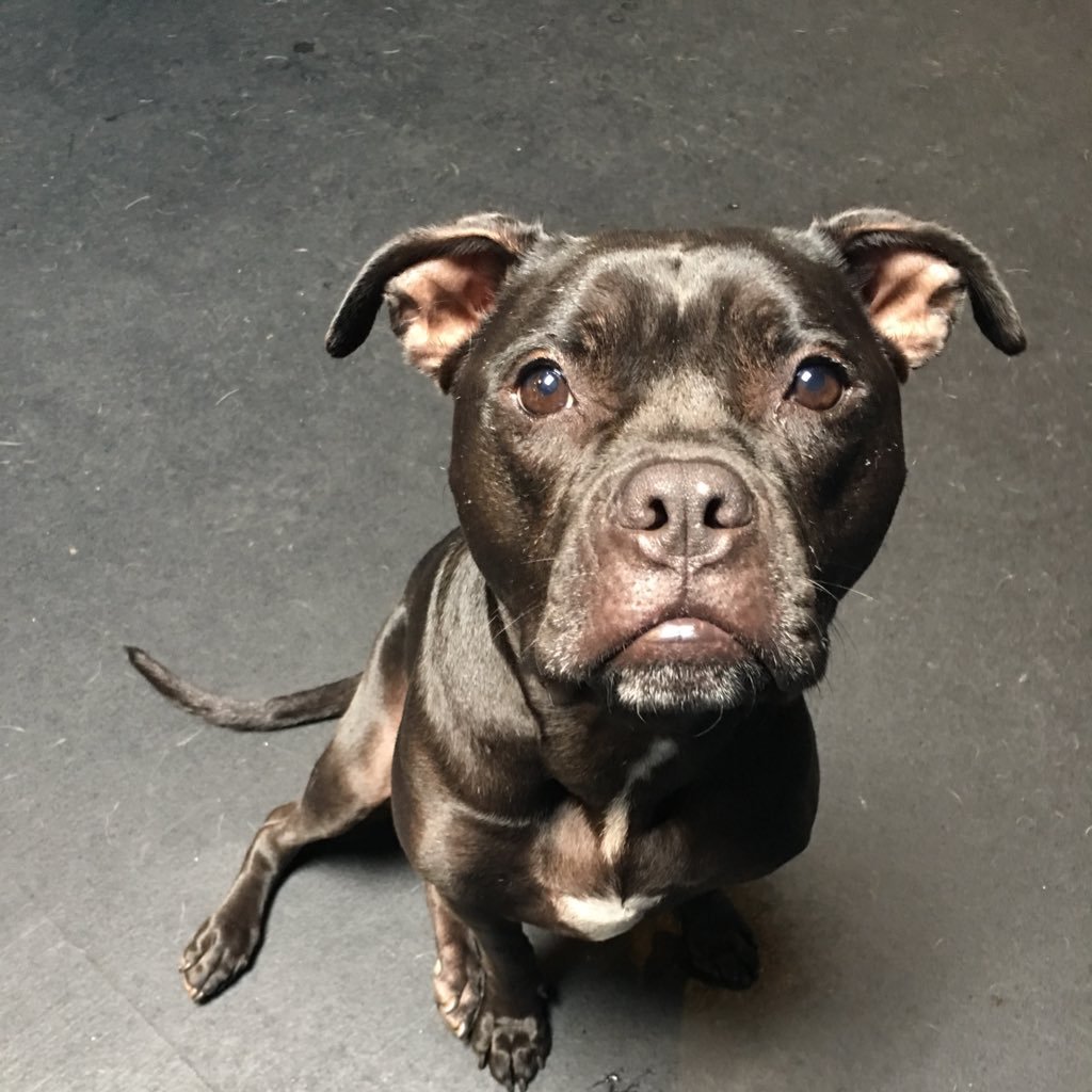 gofetchlb's profile picture. goFETCH is your one stop dog shop in Long Beach, CA. We have doggy daycare, grooming, training and we even sell Blue Buffalo food and treats!
