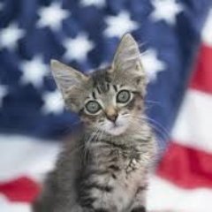 This page posts cats and kittens currently in shelters across the U.S.A. Please share the shelter cats and kittens posted on this page. Thank you.