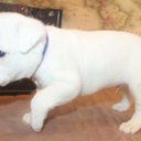 Susan Campbell - @kampbellkennels - Twitter