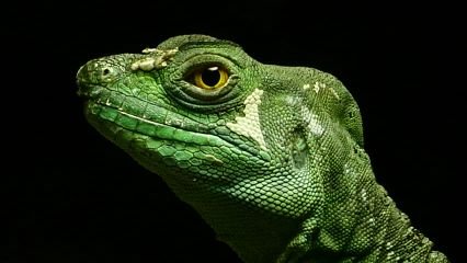 I am a green basilisk look at me!