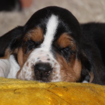 Basset Hound with an Australian Shepherd