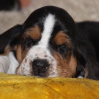 Polly vom Rusteberg (@basset_polly) 's Twitter Profile Photo Polly vom Rusteberg (@basset_polly) 's Twitter Profile Photo