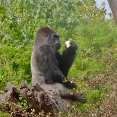 DavidThies88's profile picture. Retired teacher and Joe Biden supporter