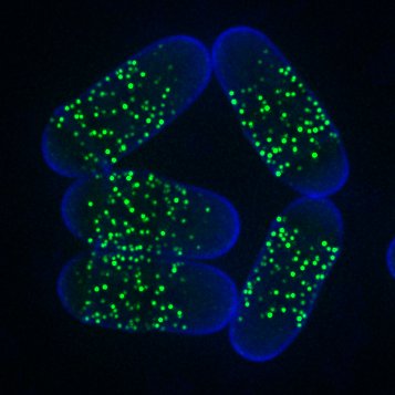 MoseleyLab's profile picture. Cell biology enthusiasts