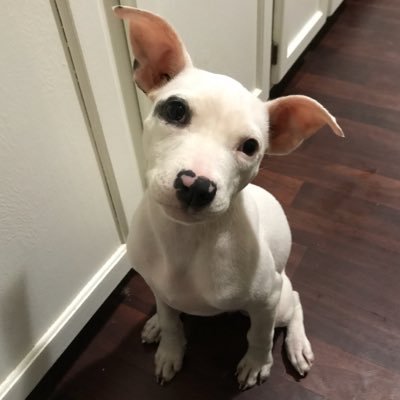 foozbt's profile picture. I’m not actually a dog with thumbs.