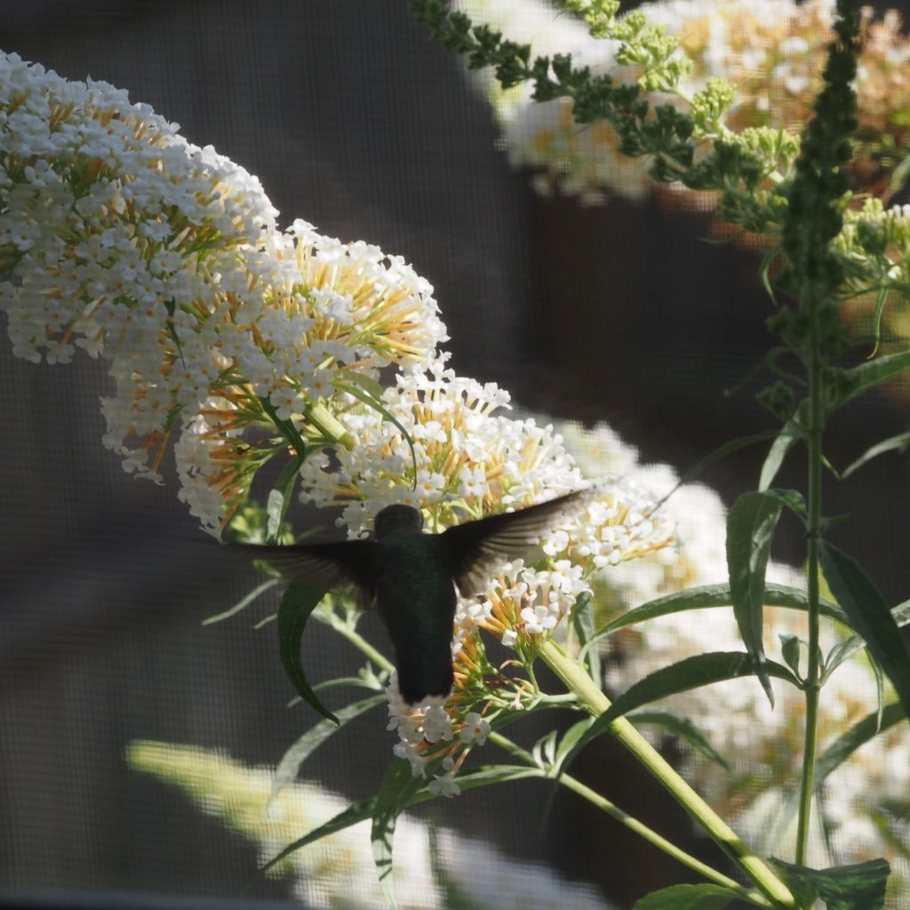 Sinajess85's profile picture. 