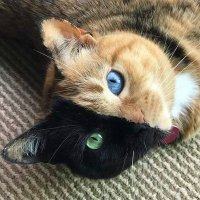 Kelli Couch (@kellicouch4) 's Twitter Profile