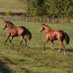Stone Bridge Farm (@stone_bridgeky) Twitter profile photo Stone Bridge Farm (@stone_bridgeky) Twitter profile photo