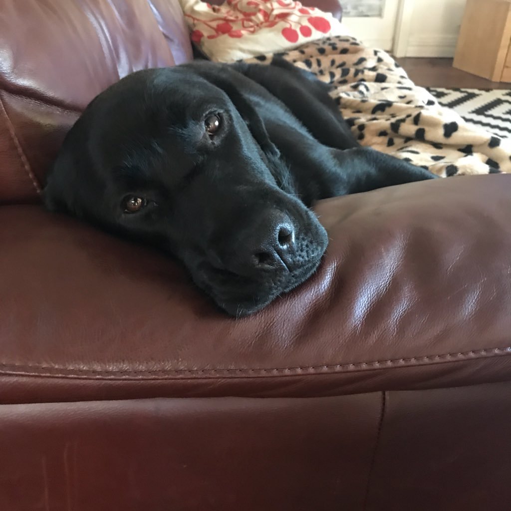 aquaticgecko's profile picture. Thalassophile, wombat loving,tree huggin futurist. Non conservative.Occasional veterinarian.Remember legality is not a guide of morality