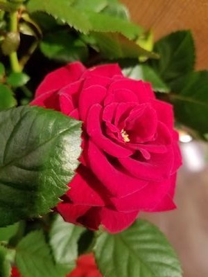 faycne's profile picture. 